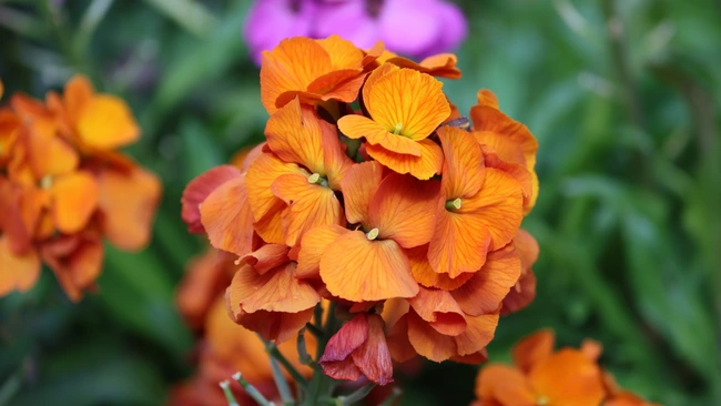 Wallflower Erysimum