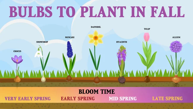 "Bulbs to Plant in Fall" infographic 