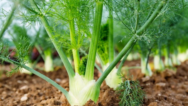 Fennel Bulb