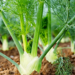 Fennel Bulb