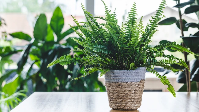 ferns indoors