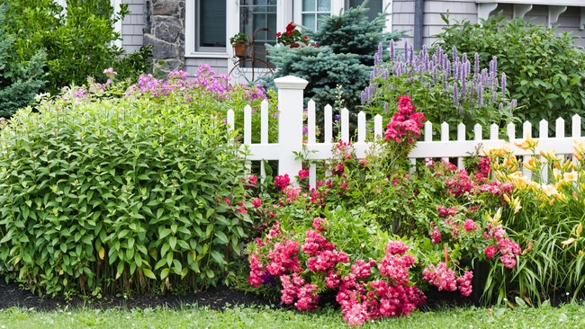 multi-colored perennial flowers near a white fence