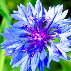 A blue and purple bachelor's button flower