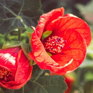 Abutilon flowers is large genus of flowering plants in the mallow family. Common names include Indian mallow and velvetleaf; ornamental varieties may be known as room maple, parlor or flowering maple.