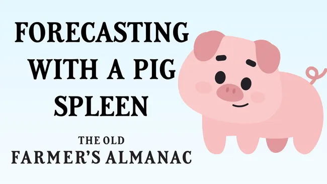 forecasting with a pig spleen, pig cartoon, the old farmer's almanac