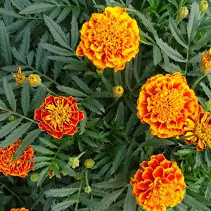 orange and red french marigold flowers with green foliage