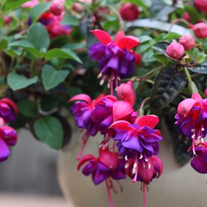 Close-up of pink fuchsia in a white container