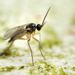 fungus gnat on a plant leaf