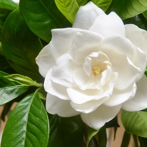 gardenia