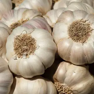 clean garlic heads after being harvested from the garden