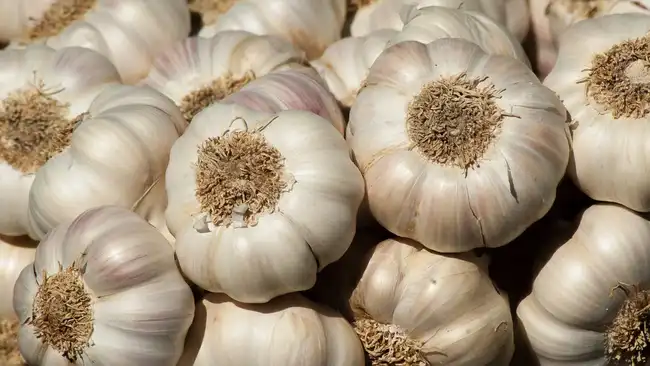 clean garlic heads after being harvested from the garden