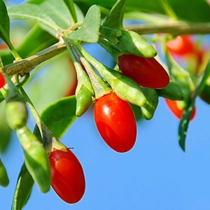 Goji Berries