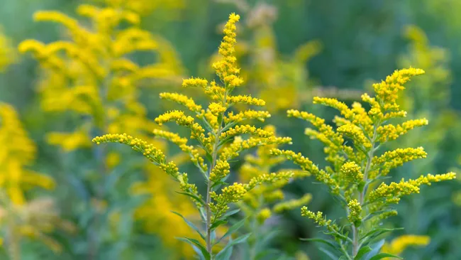 Yellow flowers of goldenrod. Solidago canadensis, known as Canada goldenrod or Canadian goldenrod.