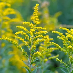 Yellow flowers of goldenrod. Solidago canadensis, known as Canada goldenrod or Canadian goldenrod.