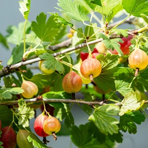 Gooseberries on a Branch