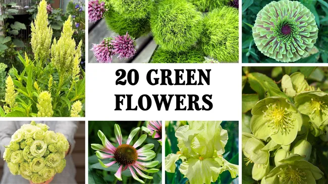 20 naturally green flowers