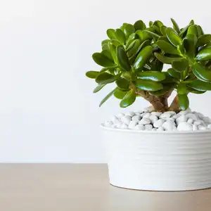 houseplant Crassula ovata jade plant money tree in white pot