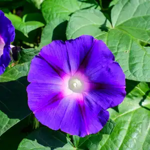 Two delicate vivid blue and pink flowers of morning glory plant in a a garden in a sunny summer garden, outdoor floral background photographed with soft focus