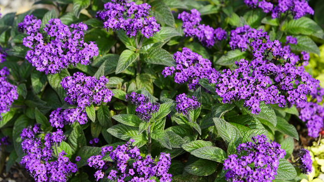 Heliotrope Flowers