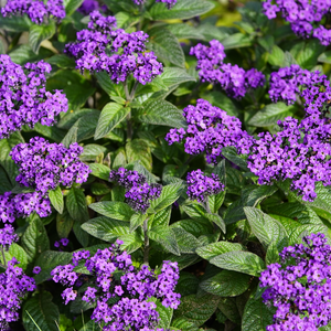 Heliotrope Flowers