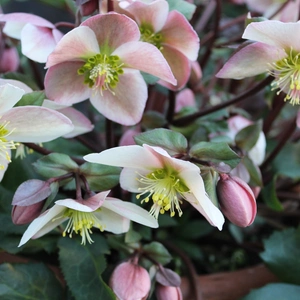 Hellebore flowers