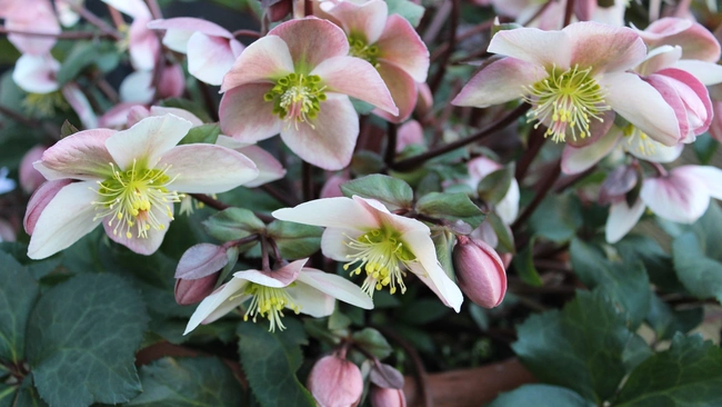 Hellebore flowers