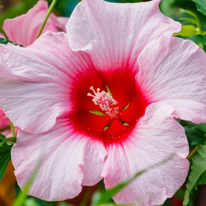 A dinner plate sized Lady Baltimore Pink Hibiscus in the garden.