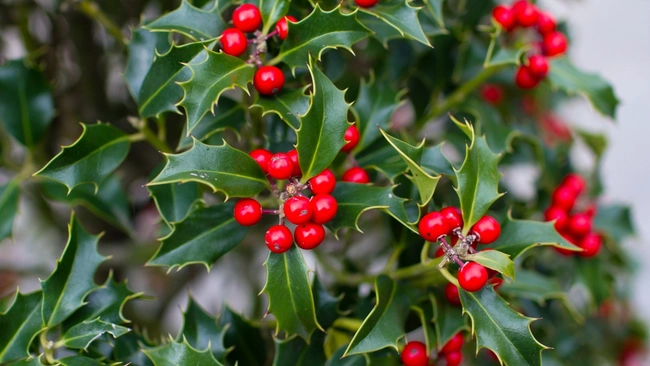 Holly Bush With Red Berries