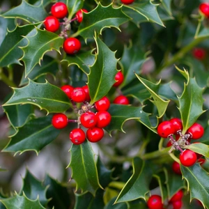 Holly Bush With Red Berries