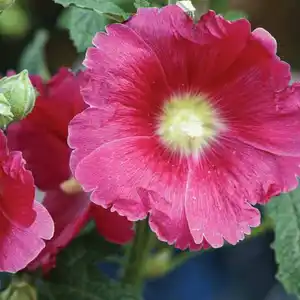 pink hollyhocks