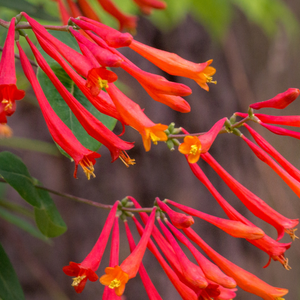 Closeup photo of honeysuckle 