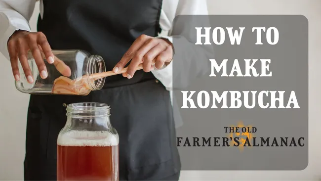 how to make kombucha, the old farmers almanac, scobi/mother in a bottle