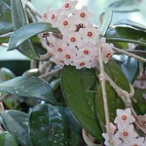 Hoya plant