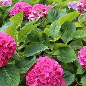 Hydrangea Bush - Pink Flowers 