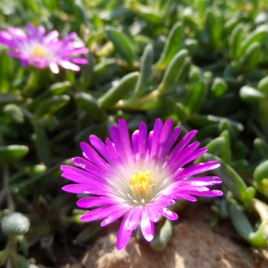 Ice Plants