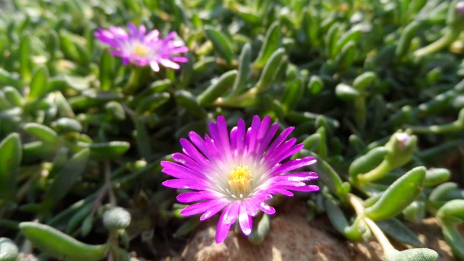 Ice Plants