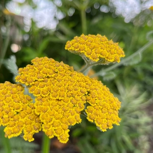 Yarrow plant, growing yarrow flowers