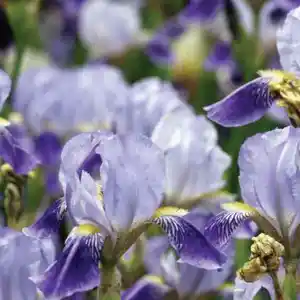 purple iris flowers