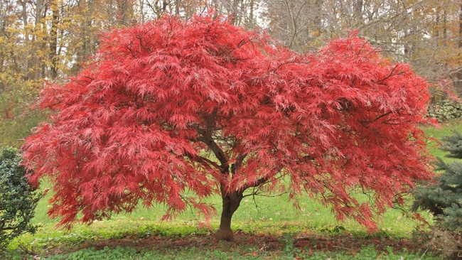 Japanese Maple Tree