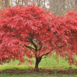 Japanese Maple Tree