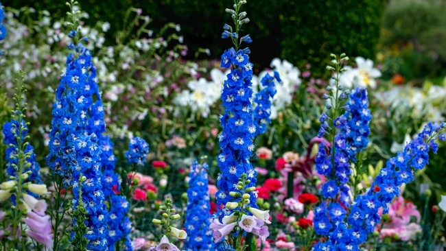 Larkspur Cottage Garden Flower