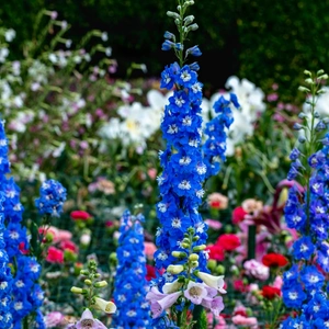 Larkspur Cottage Garden Flower