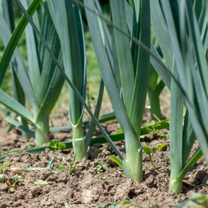 Leeks in ground