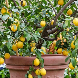 Lemon Tree in a Container