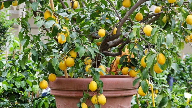 Lemon Tree in a Container