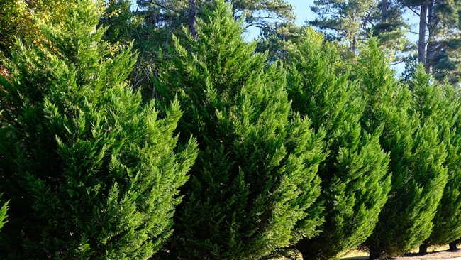 Leyland Cypress trees, native to North America. 