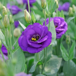 Lisianthus Purple