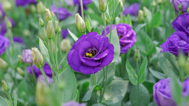 Lisianthus Purple