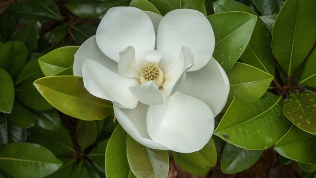 Magnolia Tree Blossom