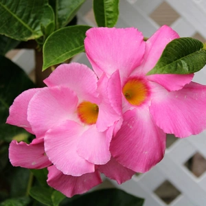 Mandevilla Vines